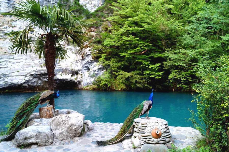 Павлины на Голубом озере в Абхазии